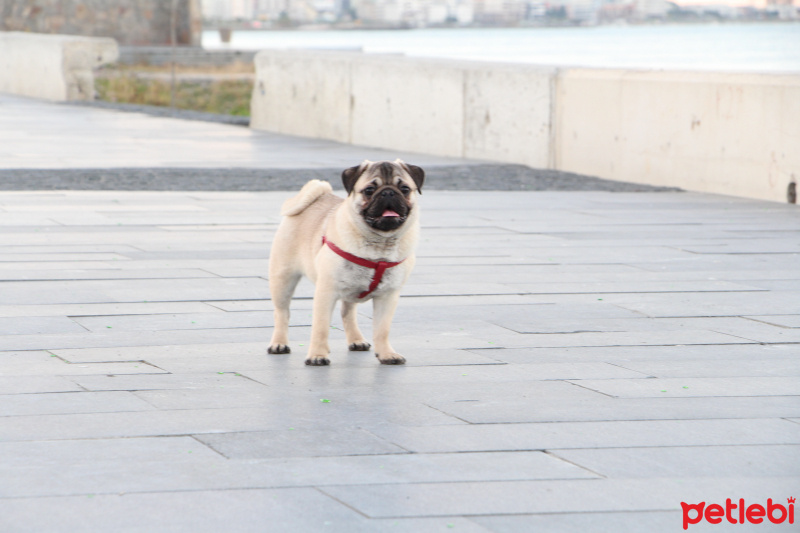 Pug, Köpek  Paşa fotoğrafı
