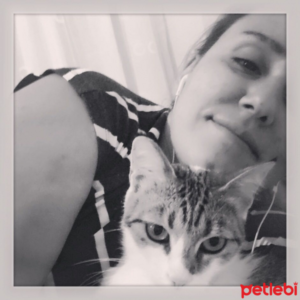 Tekir Kedi, Kedi  Maya fotoğrafı