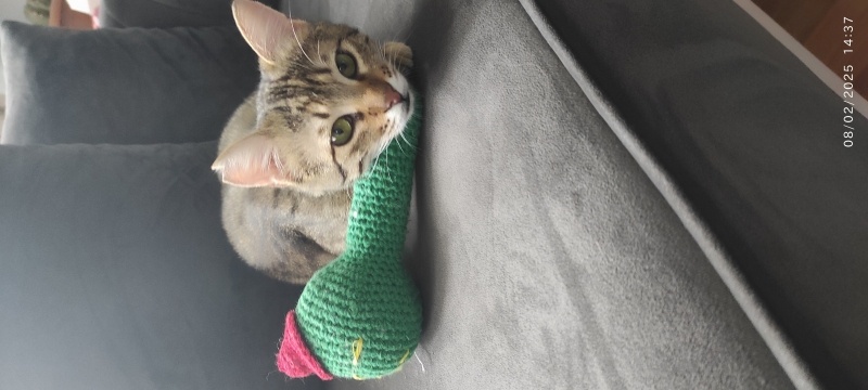 Tekir Kedi, Kedi  Lale fotoğrafı