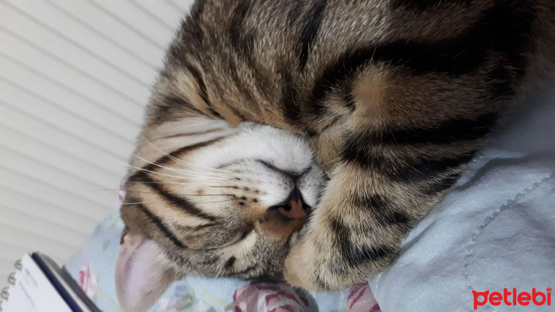 Tekir Kedi, Kedi  Narsissus  fotoğrafı