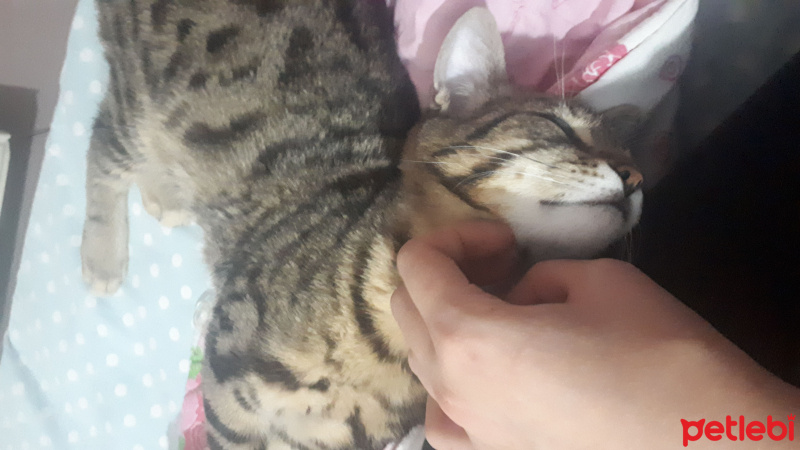 Tekir Kedi, Kedi  Narsissus  fotoğrafı