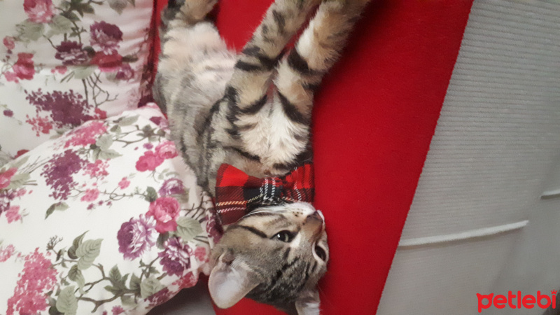 Tekir Kedi, Kedi  Narsissus  fotoğrafı