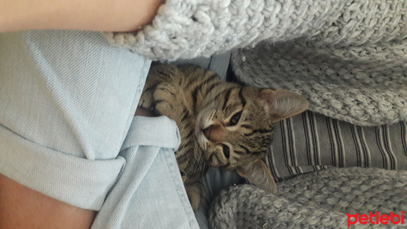 Tekir Kedi, Kedi  Narsissus  fotoğrafı