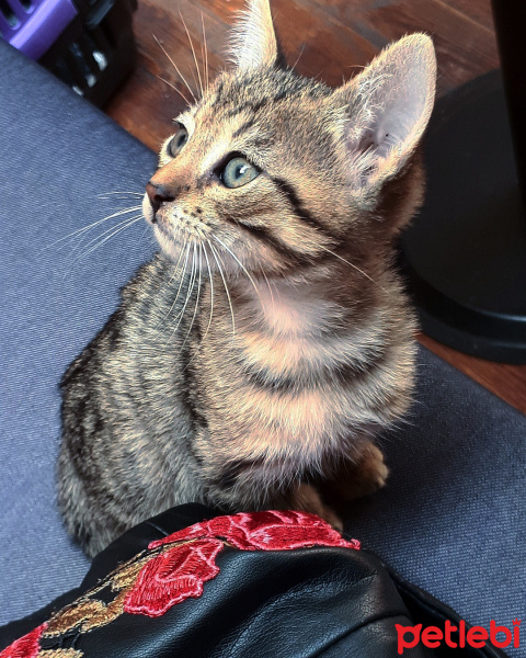 Tekir Kedi, Kedi  Narsissus  fotoğrafı
