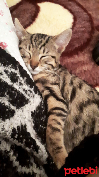 Tekir Kedi, Kedi  Narsissus  fotoğrafı