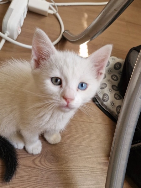 Van Kedisi, Kedi  Pilav fotoğrafı