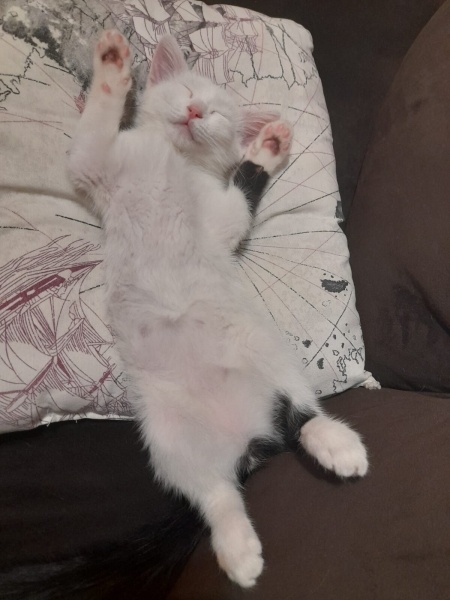 Van Kedisi, Kedi  Pilav fotoğrafı