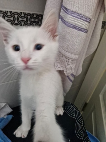 Van Kedisi, Kedi  Pilav fotoğrafı