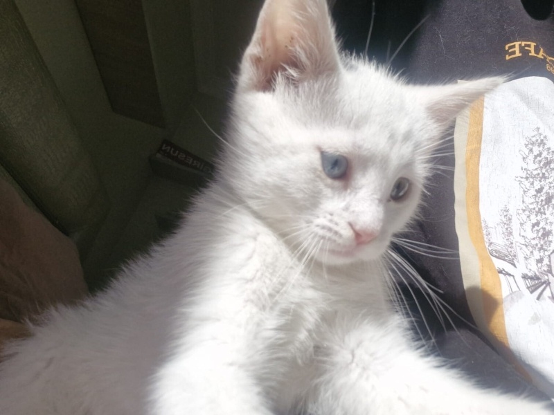 Van Kedisi, Kedi  Pilav fotoğrafı