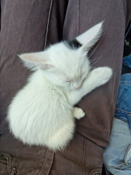 Van Kedisi, Kedi  Pilav fotoğrafı