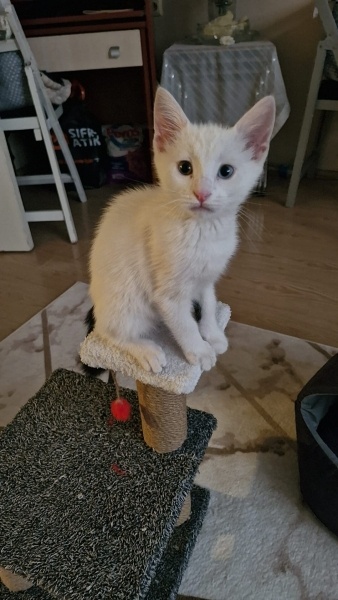 Van Kedisi, Kedi  Pilav fotoğrafı