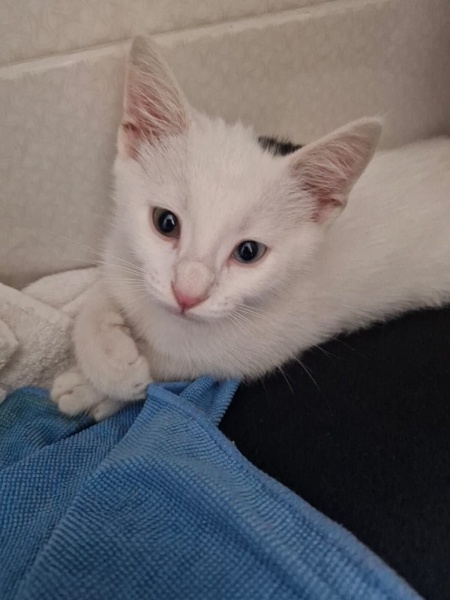 Van Kedisi, Kedi  Pilav fotoğrafı