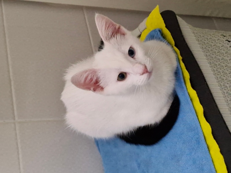 Van Kedisi, Kedi  Pilav fotoğrafı