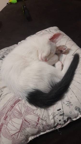 Van Kedisi, Kedi  Pilav fotoğrafı
