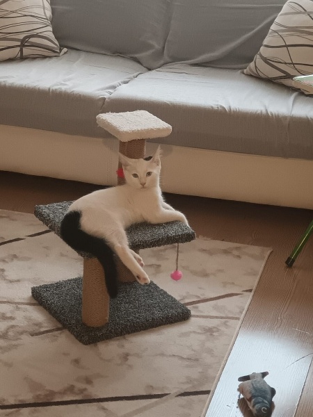Van Kedisi, Kedi  Pilav fotoğrafı