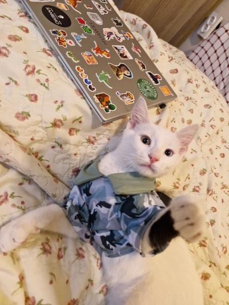 Van Kedisi, Kedi  Pilav fotoğrafı