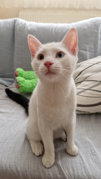 Van Kedisi, Kedi  Pilav fotoğrafı