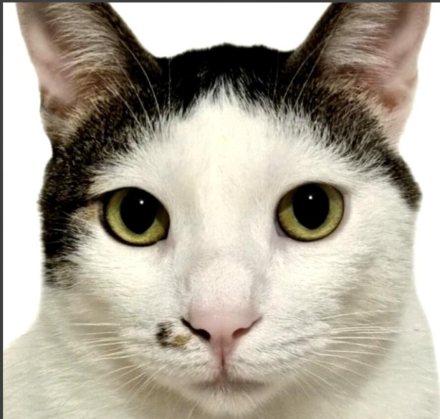 Tekir Kedi, Kedi  PEYNİR fotoğrafı