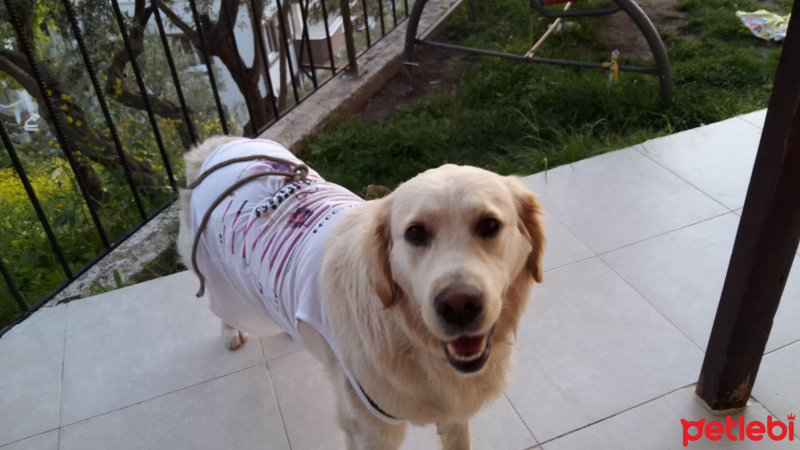 Golden Retriever, Köpek  Lady fotoğrafı
