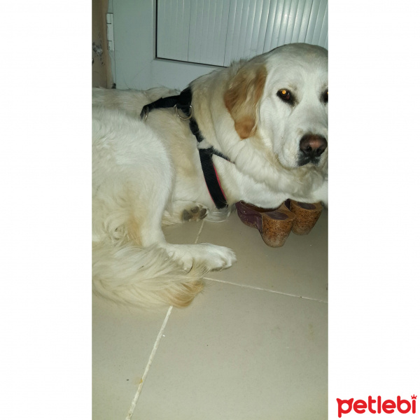 Golden Retriever, Köpek  Lady fotoğrafı