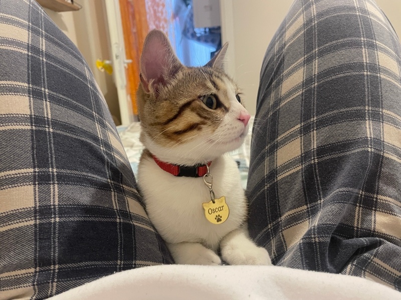 British Shorthair, Kedi  Oscar fotoğrafı
