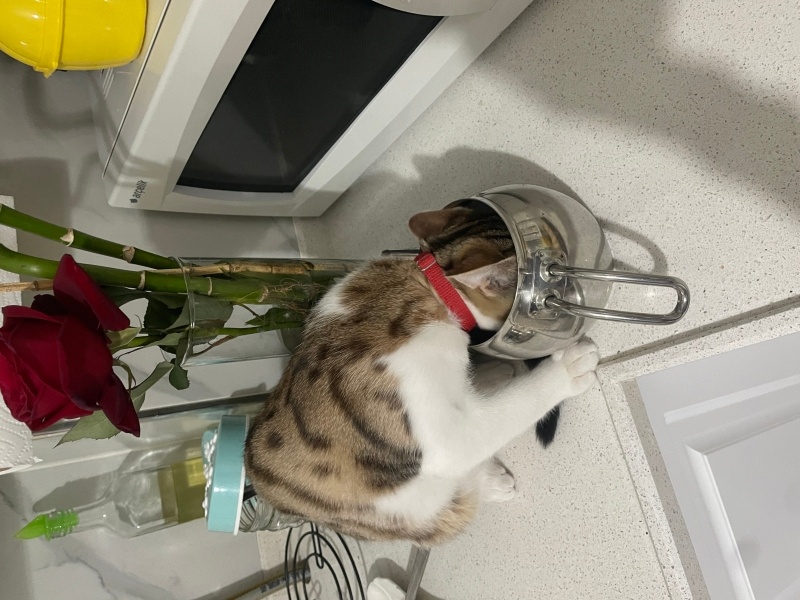 British Shorthair, Kedi  Oscar fotoğrafı