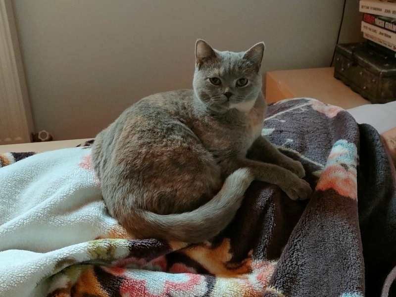 British Shorthair, Kedi  Muffin fotoğrafı