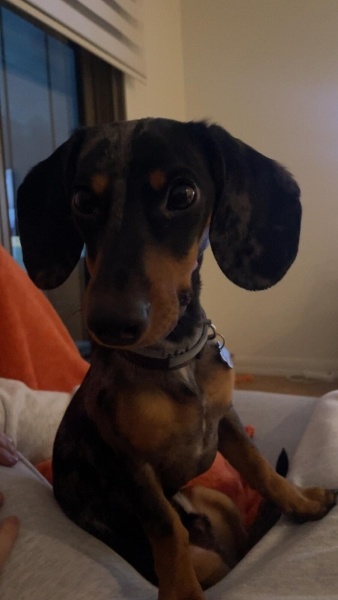 Dachshund (Sosis), Köpek  Bruno fotoğrafı