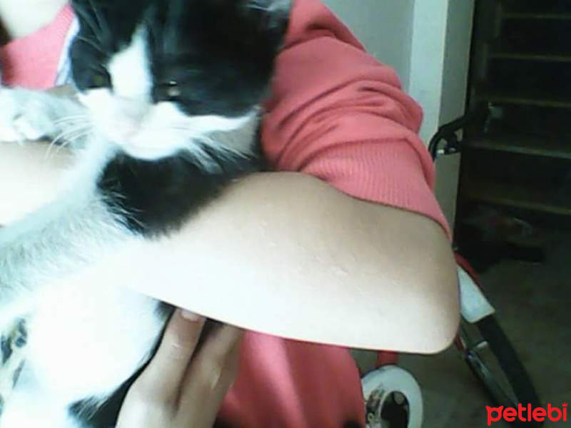 Manx, Kedi  Mıncırık fotoğrafı
