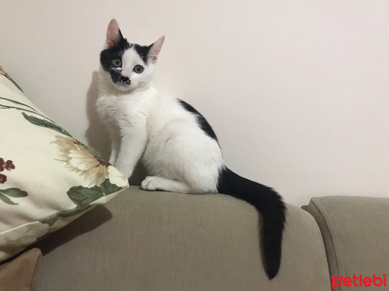 Tekir Kedi, Kedi  İBO fotoğrafı