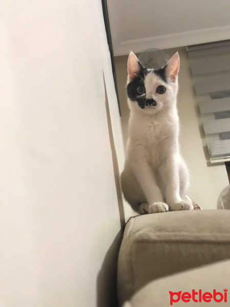 Tekir Kedi, Kedi  İBO fotoğrafı