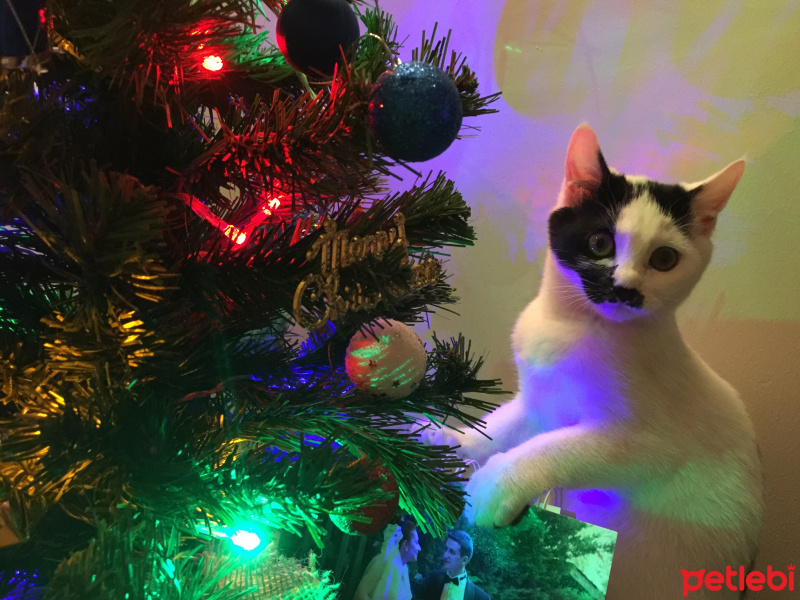 Tekir Kedi, Kedi  İBO fotoğrafı