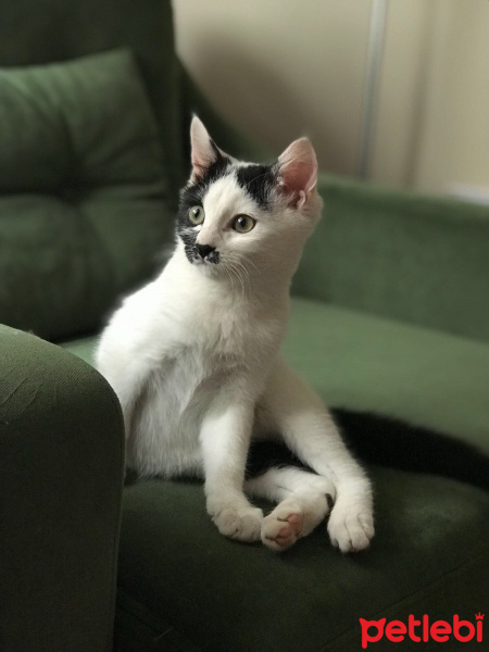Tekir Kedi, Kedi  İBO fotoğrafı