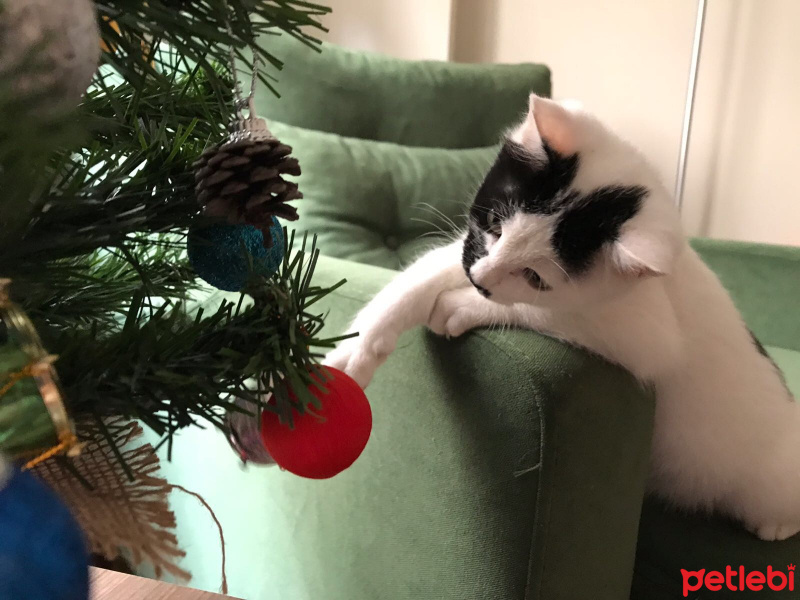 Tekir Kedi, Kedi  İBO fotoğrafı