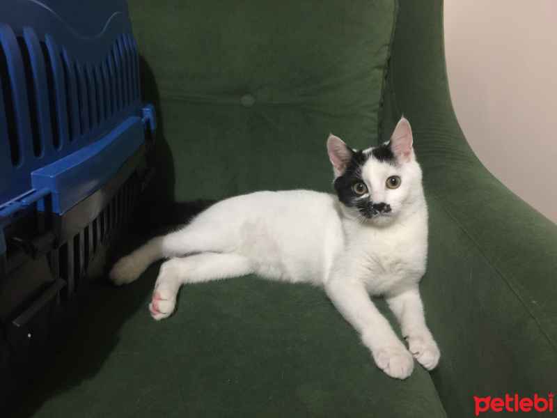 Tekir Kedi, Kedi  İBO fotoğrafı