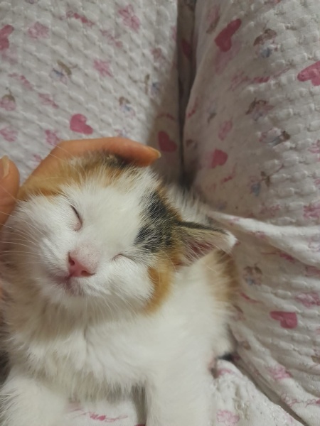 Tekir Kedi, Kedi  Bıdık fotoğrafı