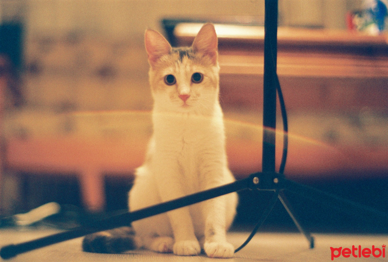 Tekir Kedi, Kedi  momo fotoğrafı