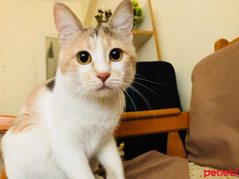 Tekir Kedi, Kedi  momo fotoğrafı