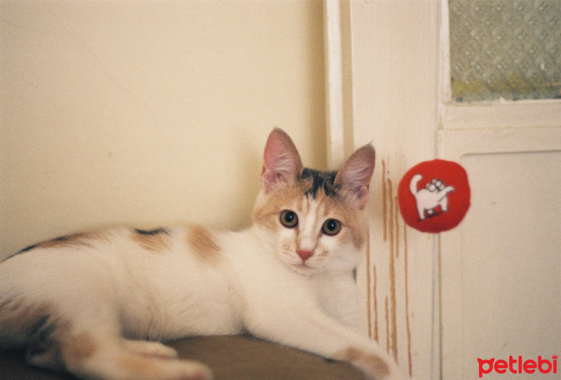 Tekir Kedi, Kedi  momo fotoğrafı