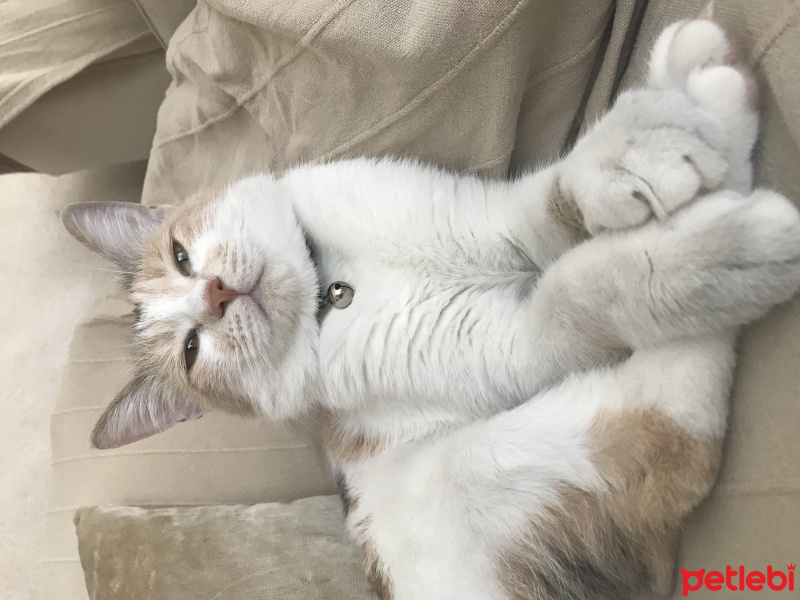 Tekir Kedi, Kedi  momo fotoğrafı