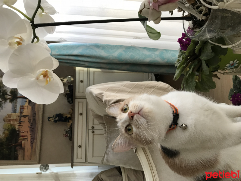 Tekir Kedi, Kedi  momo fotoğrafı
