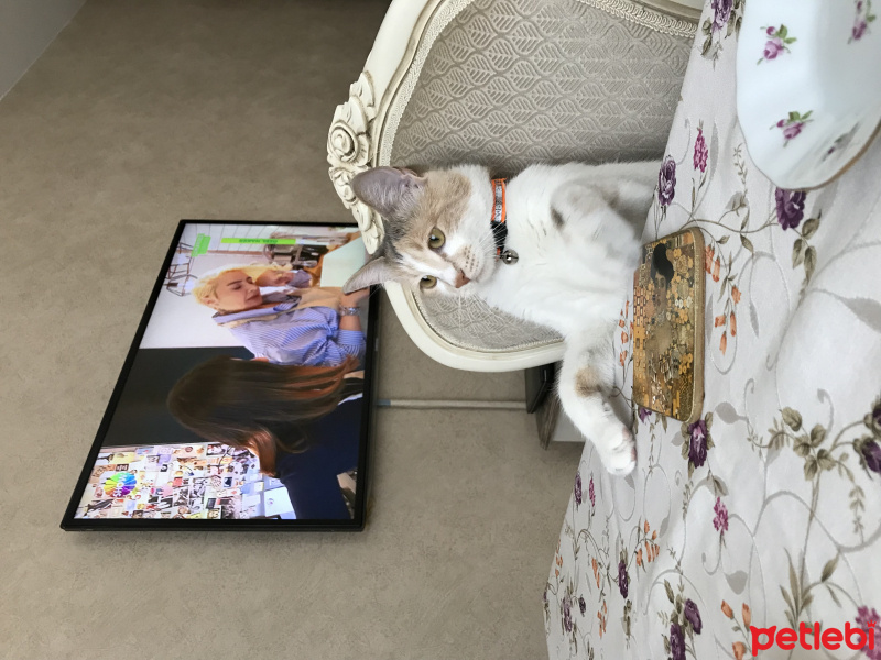 Tekir Kedi, Kedi  momo fotoğrafı