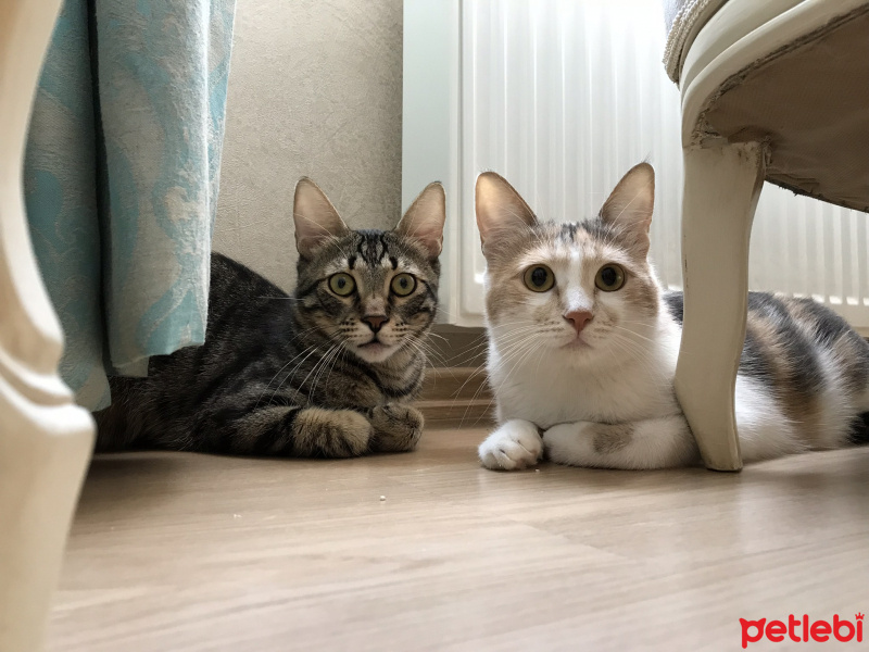 Tekir Kedi, Kedi  momo fotoğrafı