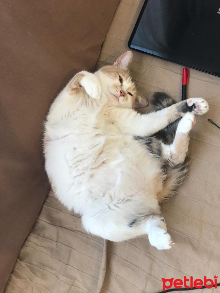 Tekir Kedi, Kedi  momo fotoğrafı