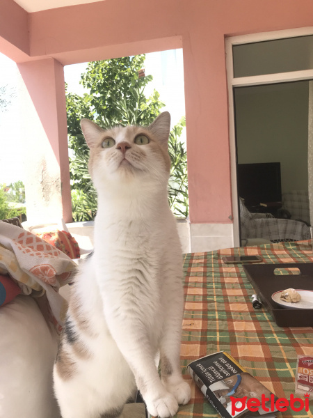 Tekir Kedi, Kedi  momo fotoğrafı