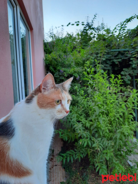 Tekir Kedi, Kedi  momo fotoğrafı