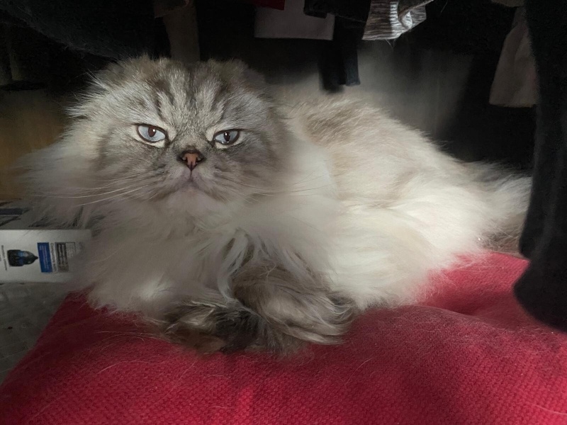 British Longhair, Kedi  Beyaz fotoğrafı