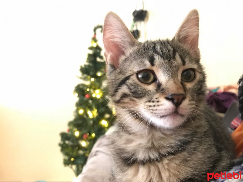 Tekir Kedi, Kedi  zeytin fotoğrafı