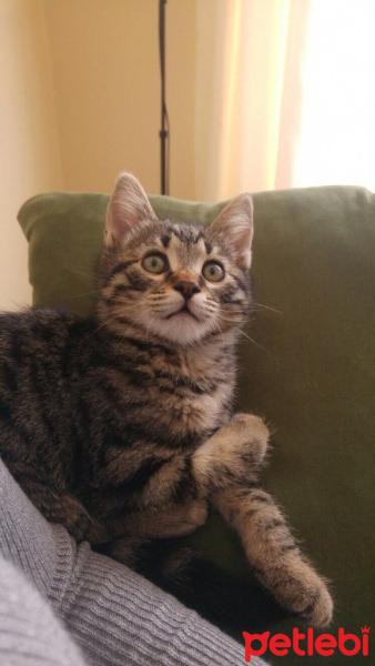 Tekir Kedi, Kedi  zeytin fotoğrafı