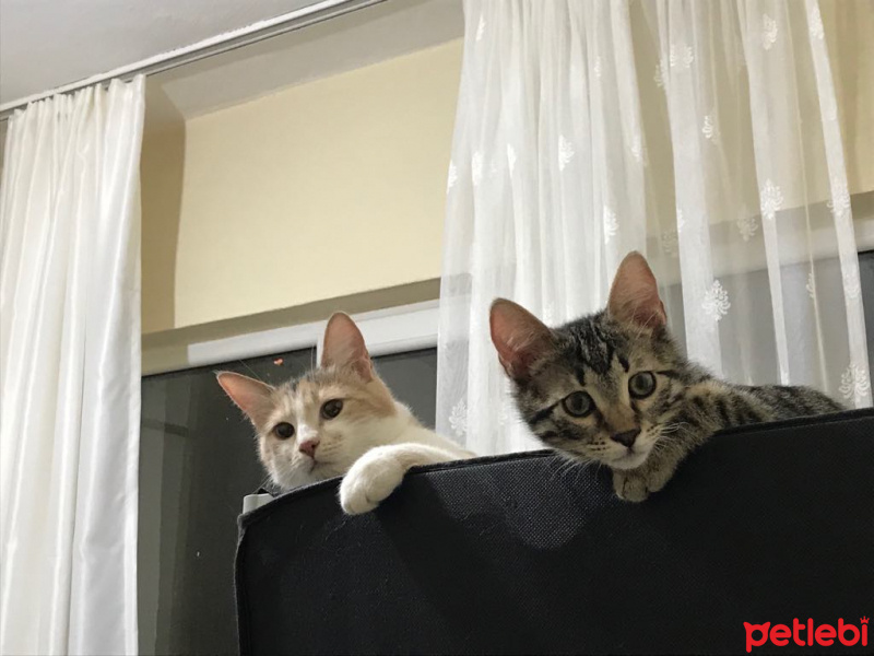 Tekir Kedi, Kedi  zeytin fotoğrafı